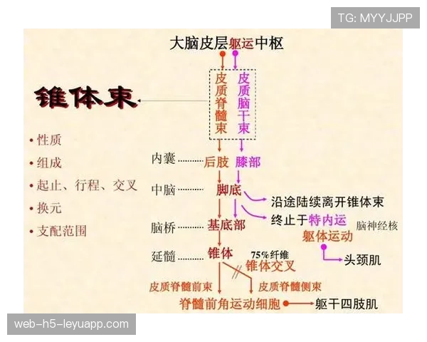 运动专项中的精细动作控制与神经通路强化