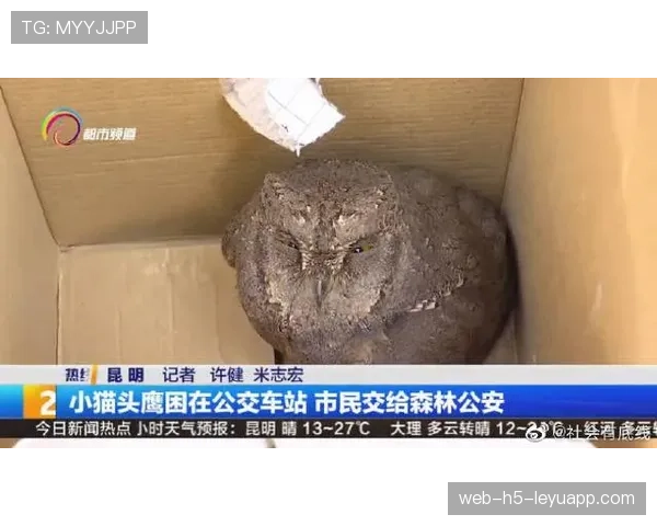 [战队名]官博日常：选手的猫竟然把训练室的电源线咬断了？官方求助怎么教育🐱